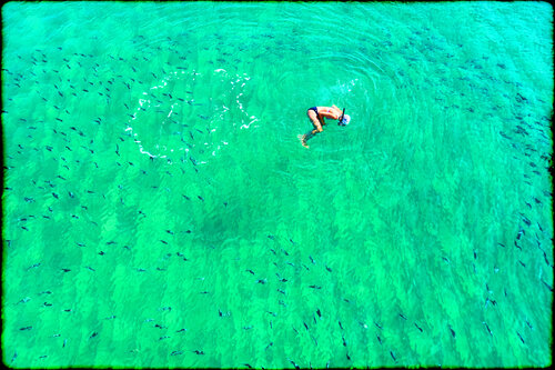 Swimming with sharks II Grégory Herpe