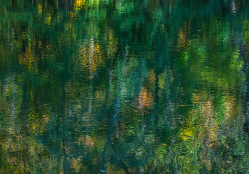 autumn forest reflection #2 Igor Vitomirov