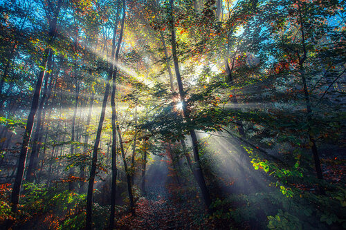 sun rays in autumn forest Igor Vitomirov