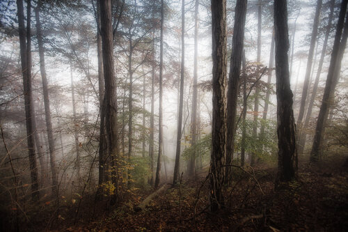 autumn forest mist#1 Igor Vitomirov