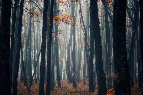autumn forest mist#3 Igor Vitomirov
