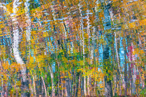 autumn forest reflection#8 Igor Vitomirov